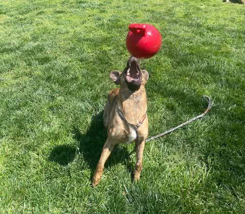 Enlarge Aries, a ADOPTABLE mixed breed in Matthews, NC image 4/4