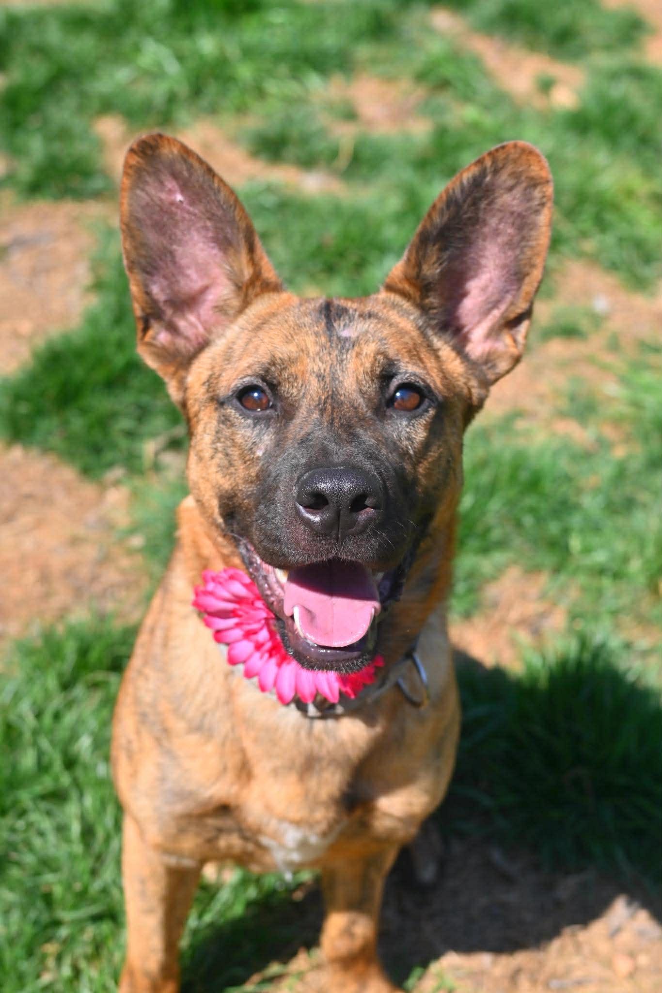 Enlarge Aries, a ADOPTABLE mixed breed in Matthews, NC image 3/4