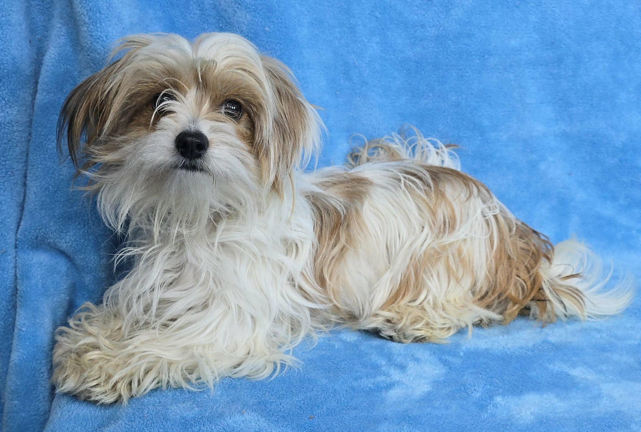 Enlarge Asuna, an adopted mixed breed in New York, NY image 3/3