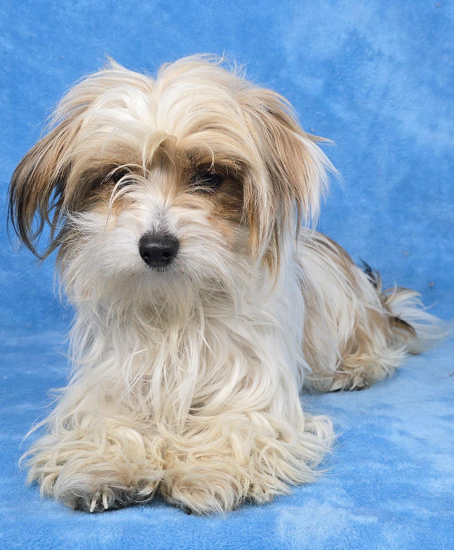 Enlarge Asuna, an adopted mixed breed in New York, NY image 1/3