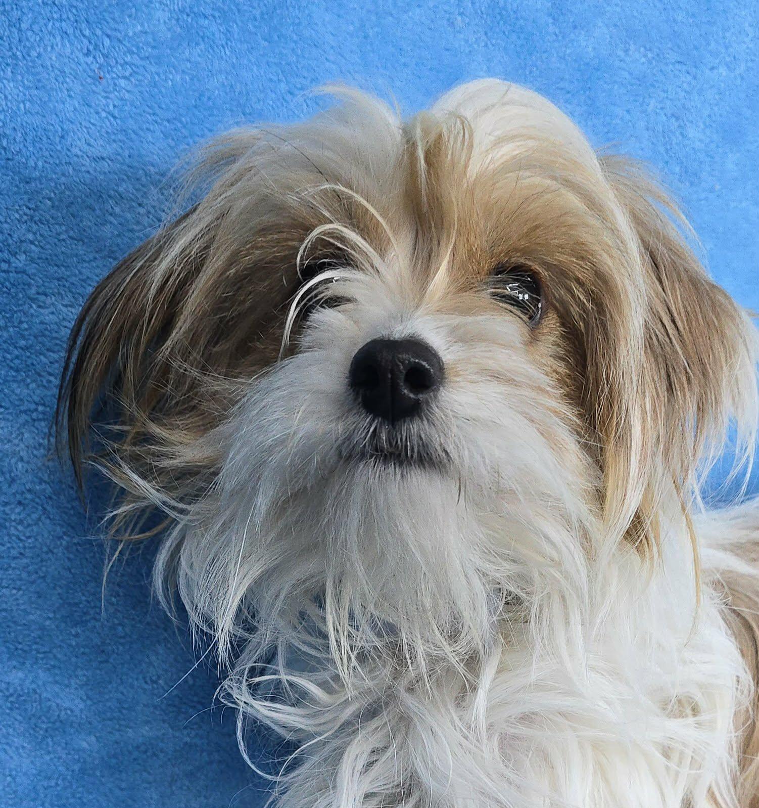 Enlarge Asuna, an adopted mixed breed in New York, NY image 2/3