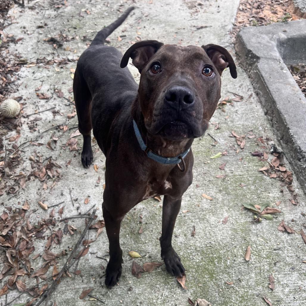 Enlarge Darius, a Adoptable Mixed Breed in Columbus, GA image 1/3