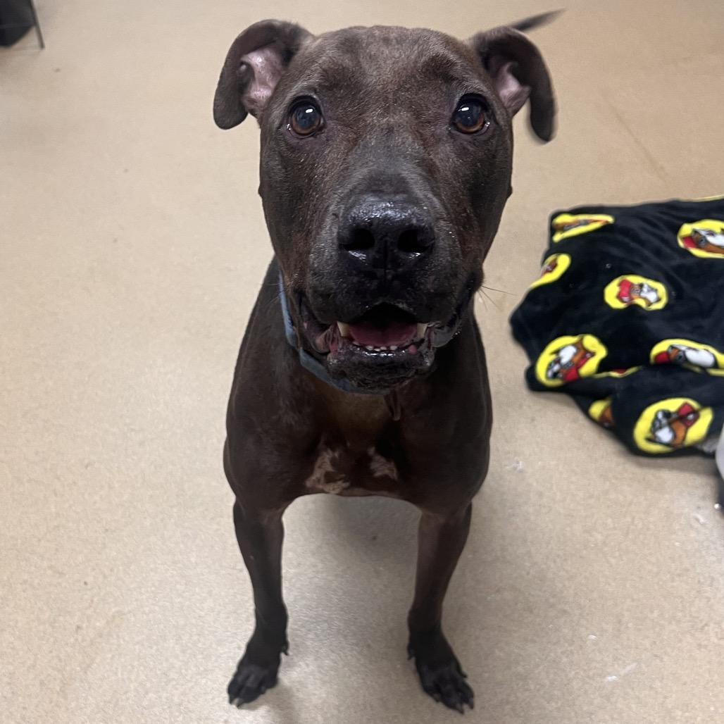 Enlarge Darius, a Adoptable Mixed Breed in Columbus, GA image 2/3