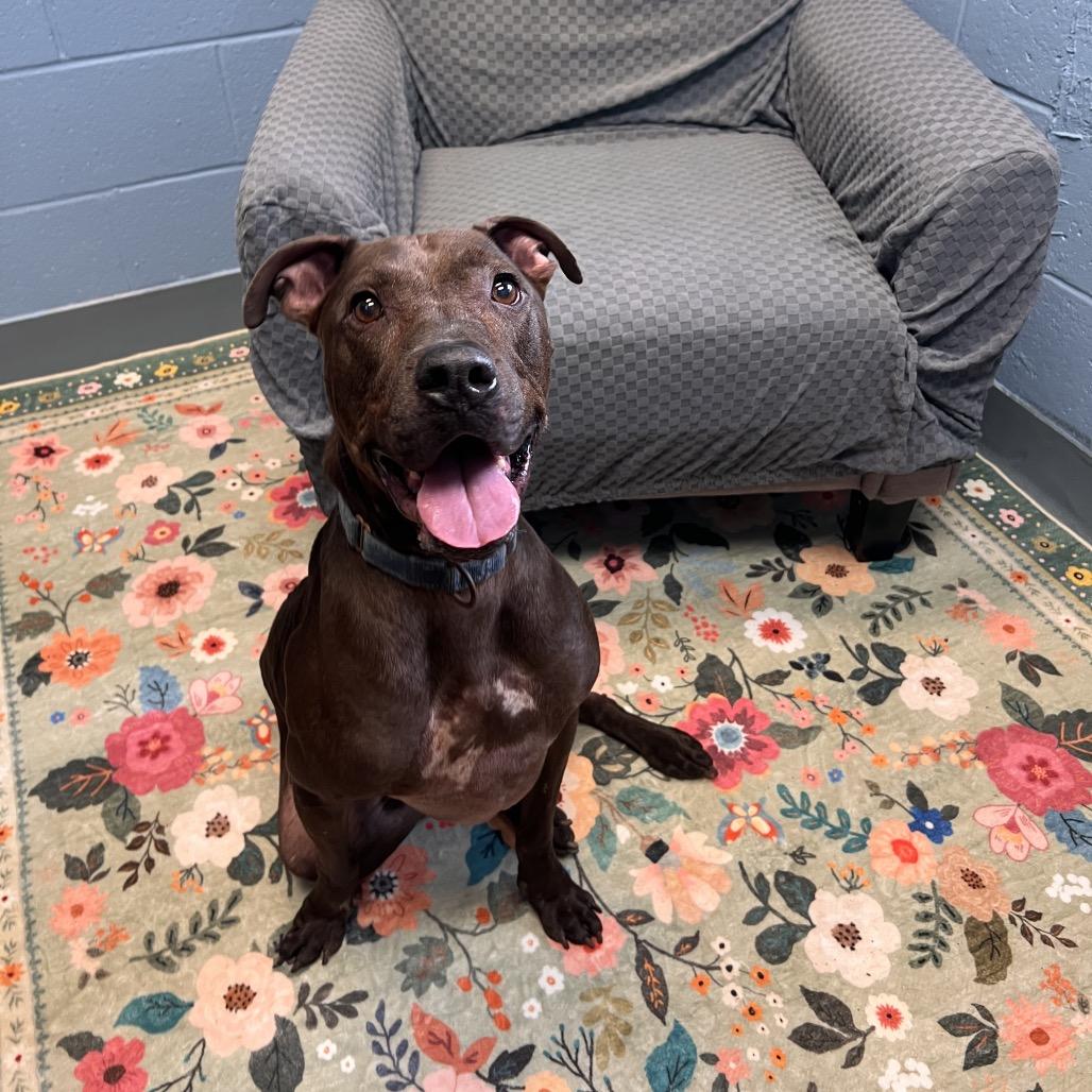 Enlarge Darius, a Adoptable Mixed Breed in Columbus, GA image 3/3