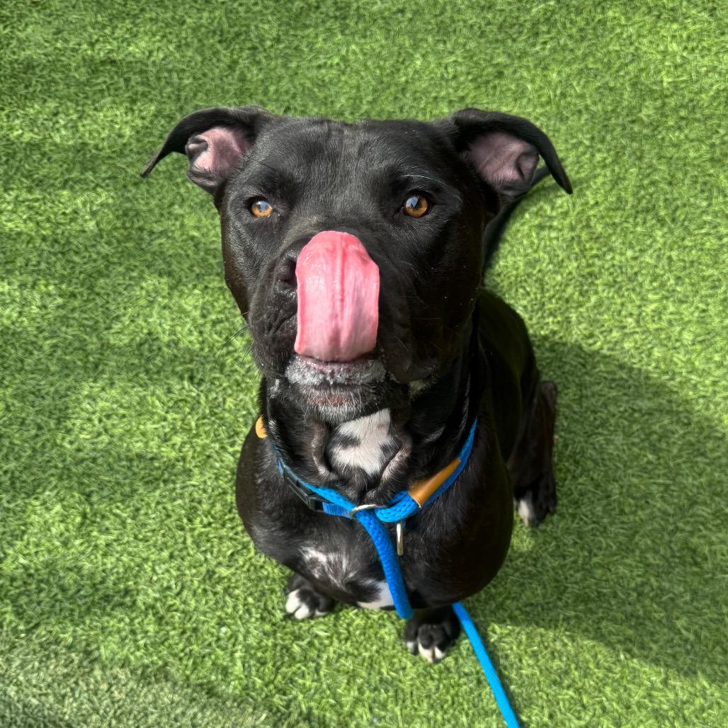 Enlarge Stanley A2196783, a Adoptable mixed breed in Mission Hills, CA image 1/6