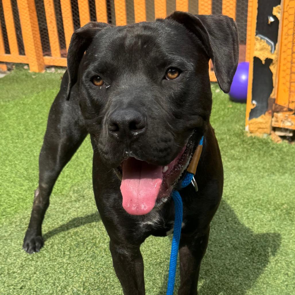 Enlarge Stanley A2196783, a Adoptable mixed breed in Mission Hills, CA image 2/6