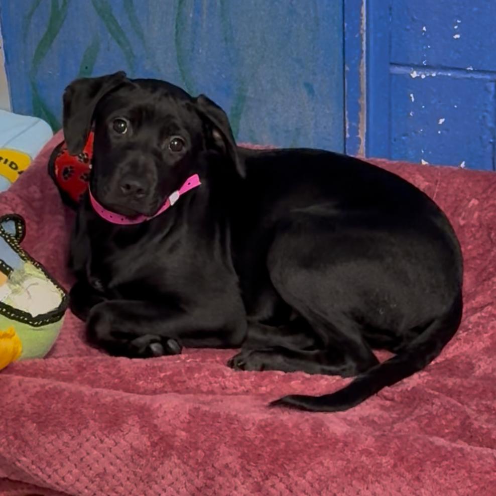 Enlarge CT Odetta (Fostered in Glastonbury, CT), a Adoptable mixed breed in Eastford, CT image 1/2