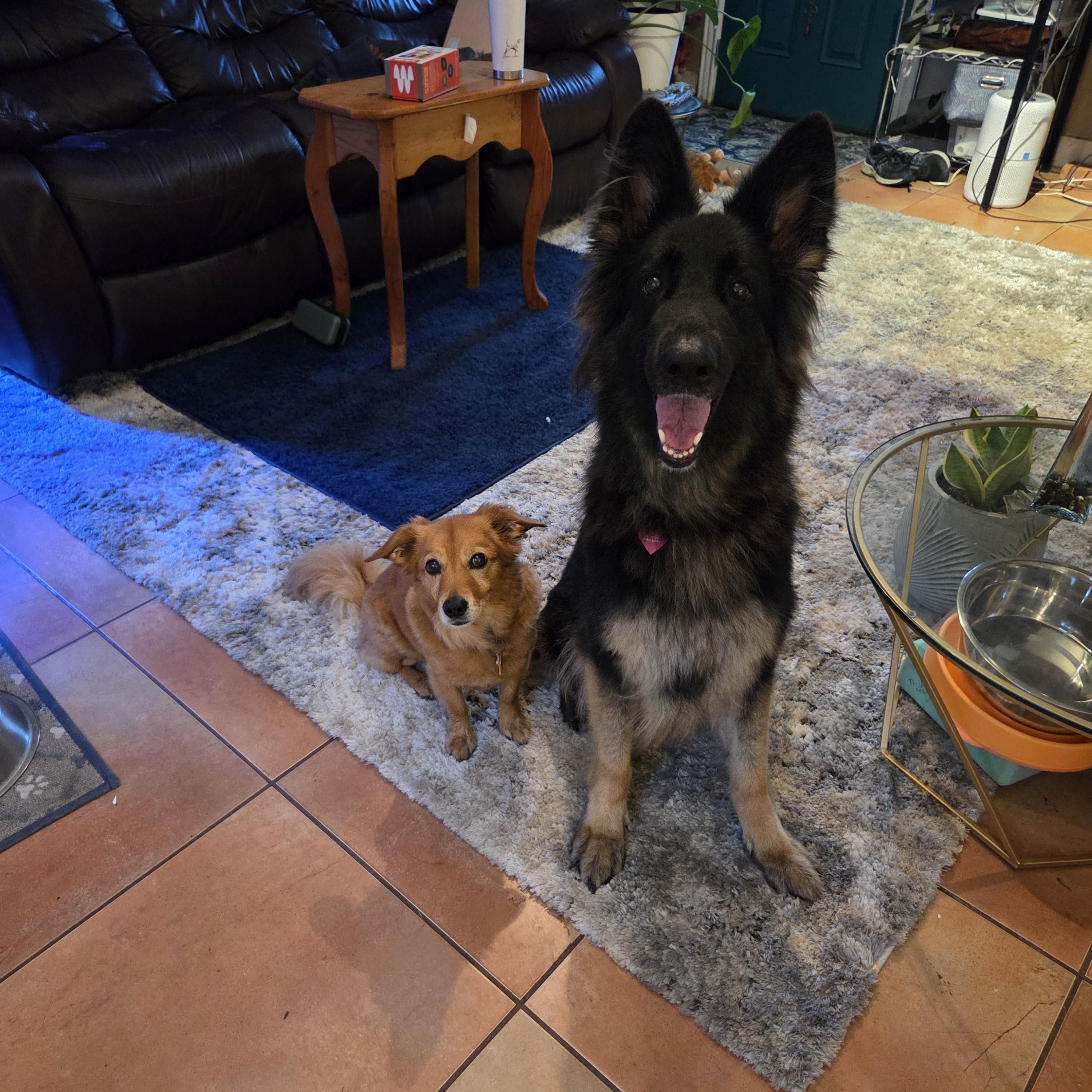 Enlarge Moon, a ADOPTABLE German Shepherd Dog in Boulder, CO image 2/6