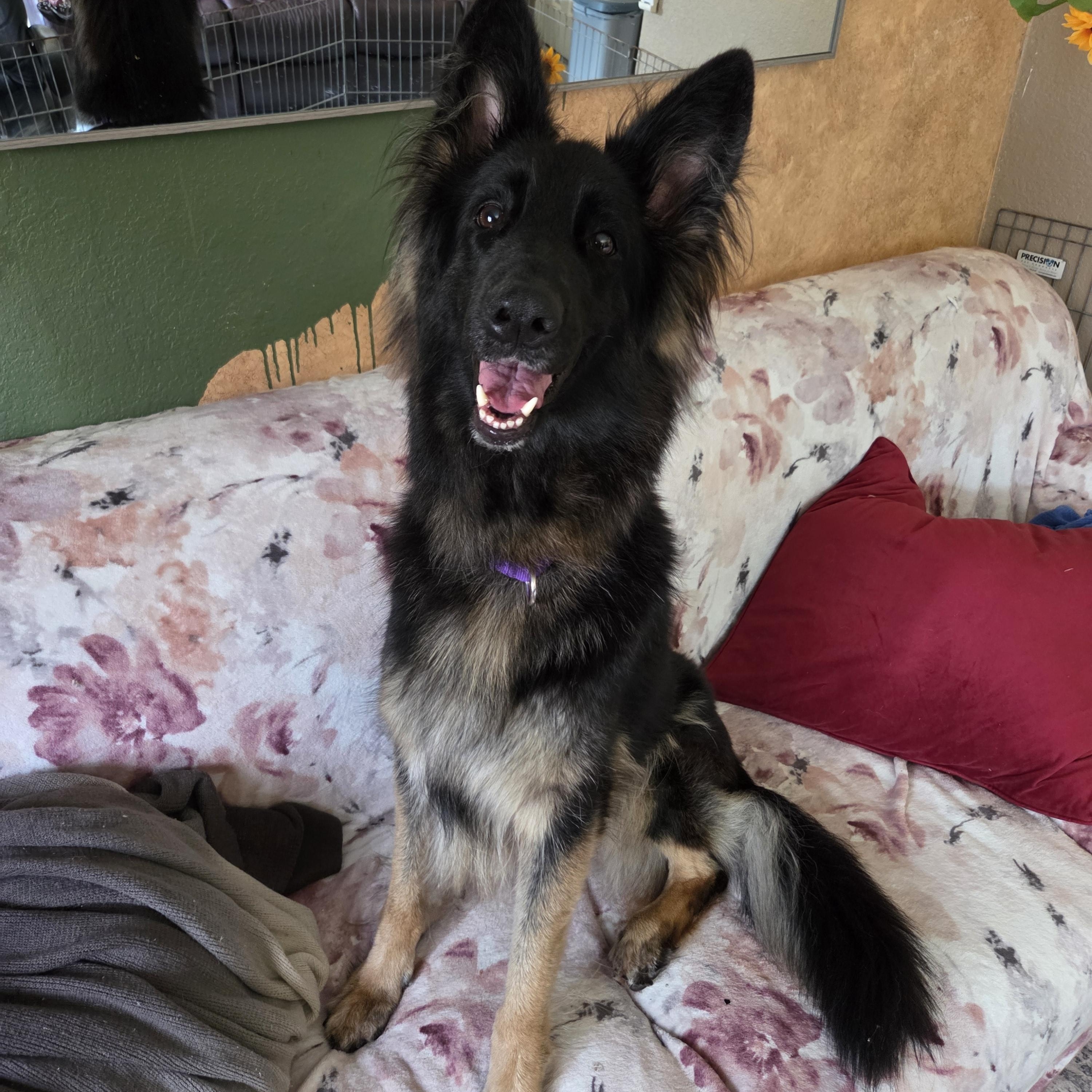 Enlarge Moon, a ADOPTABLE German Shepherd Dog in Boulder, CO image 5/6