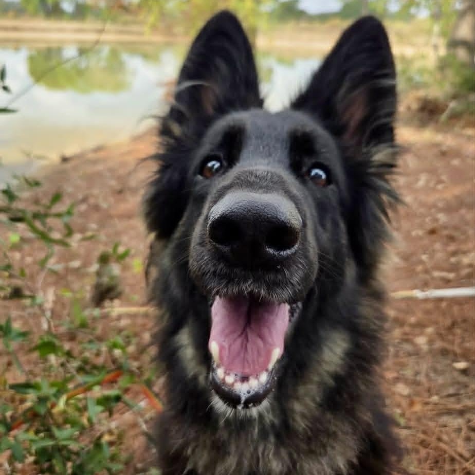 Enlarge Moon, a ADOPTABLE German Shepherd Dog in Boulder, CO image 1/6