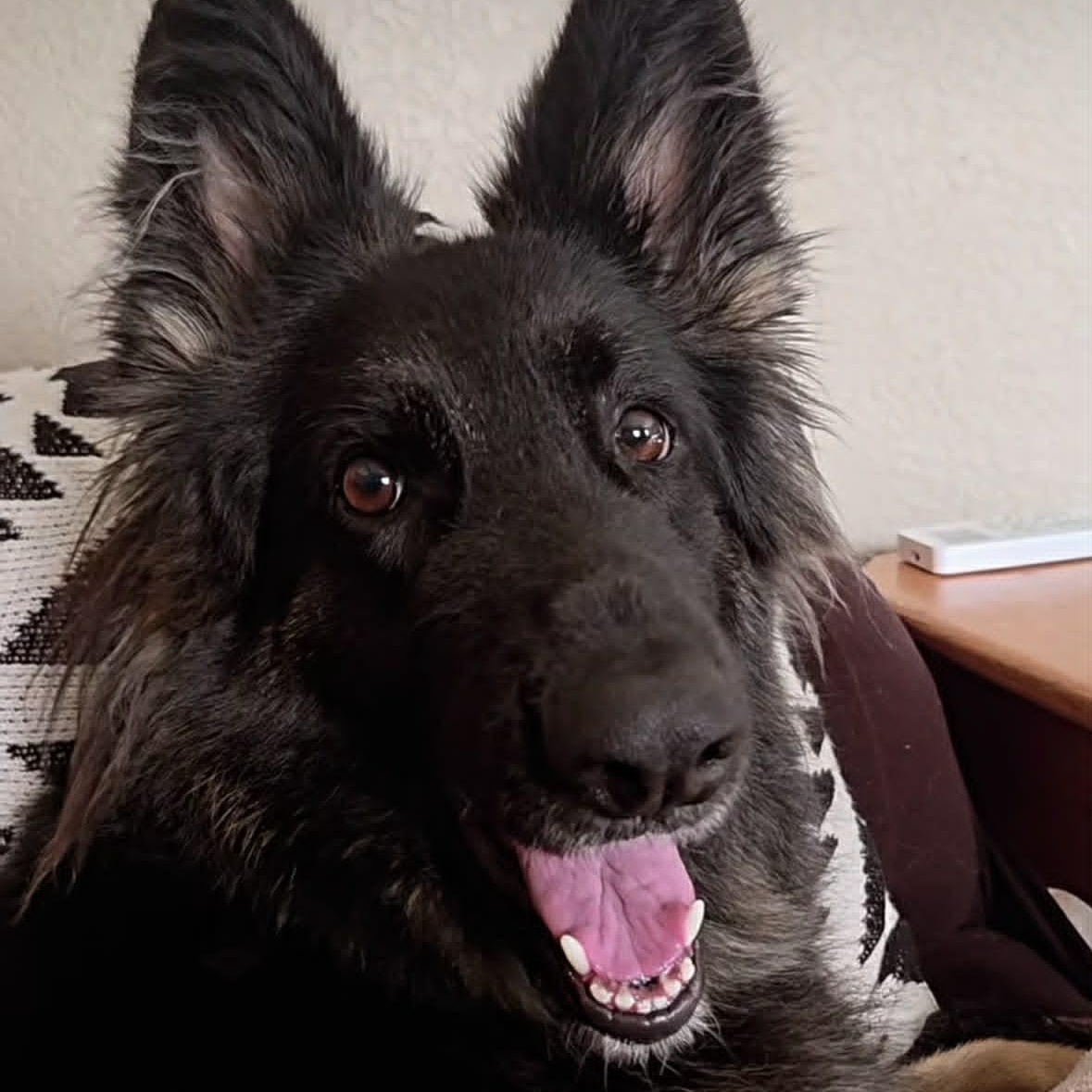 Enlarge Moon, a ADOPTABLE German Shepherd Dog in Boulder, CO image 6/6