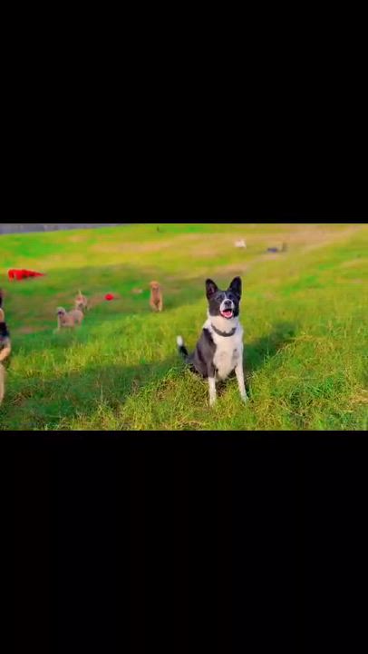 Enlarge Moon, a ADOPTABLE German Shepherd Dog in Boulder, CO video 4/6