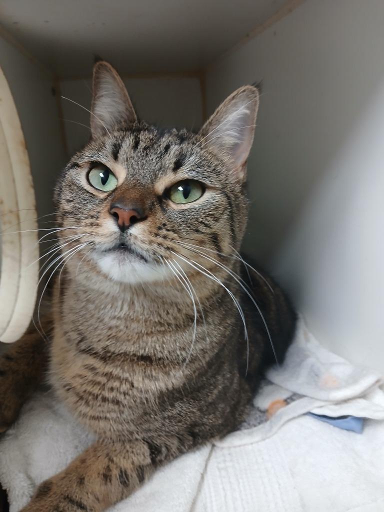 Enlarge Maki, a Adoptable mixed breed in Fort Worth, TX image 1/1