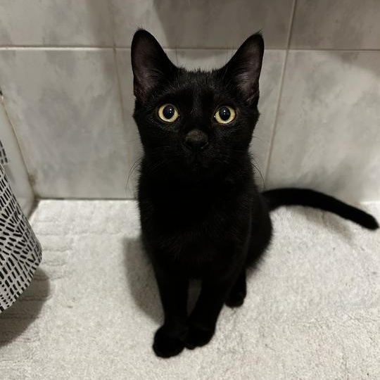 Playful Pascal, adopted, Kitten Male American Shorthair.