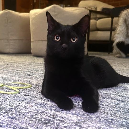 Enlarge Playful Pascal, an adopted American Shorthair in Larchmont, NY image 2/6