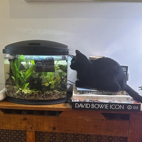 Enlarge Playful Pascal, an adopted American Shorthair in Larchmont, NY image 4/6