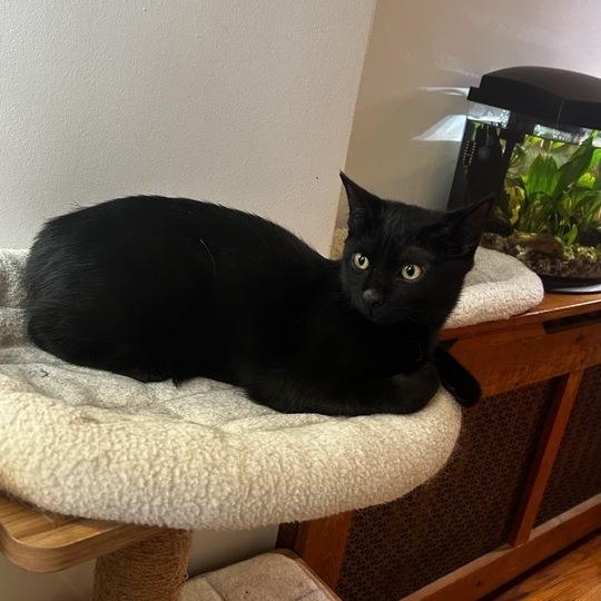 Enlarge Playful Pascal, an adopted American Shorthair in Larchmont, NY image 3/6