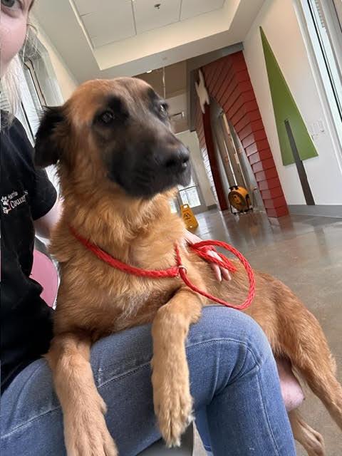Ember (Sweetie Bell), Adoptable, Adult Female German Shepherd Dog.