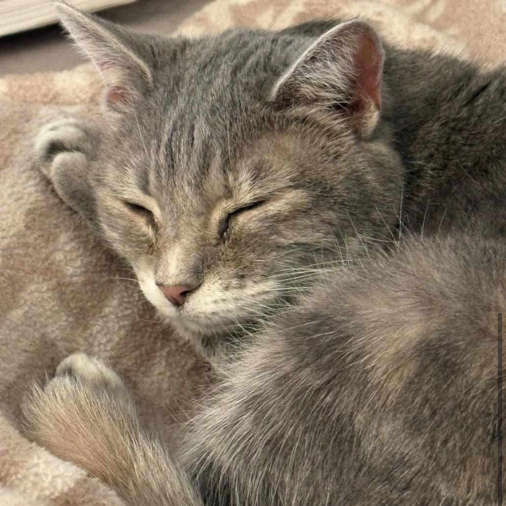 Tasha, Adoptable, Senior Female Domestic Short Hair.