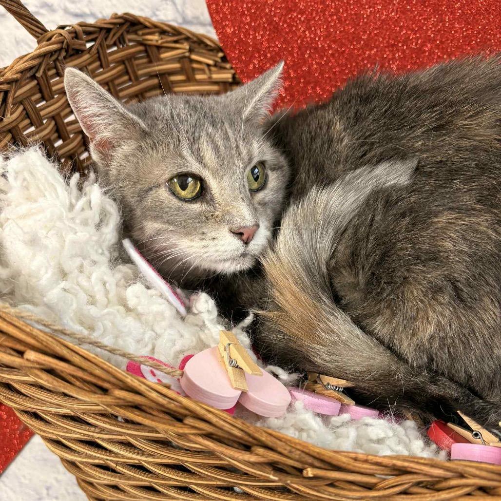 Enlarge Tasha, a Adoptable mixed breed in Harrisonburg, VA image 1/1