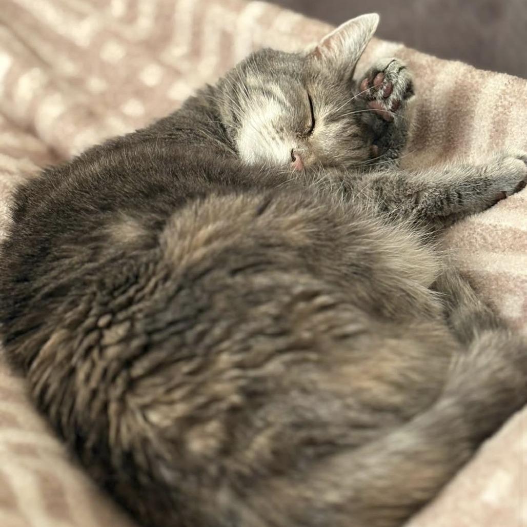 Enlarge Tasha, a Adoptable mixed breed in Harrisonburg, VA image 3/3