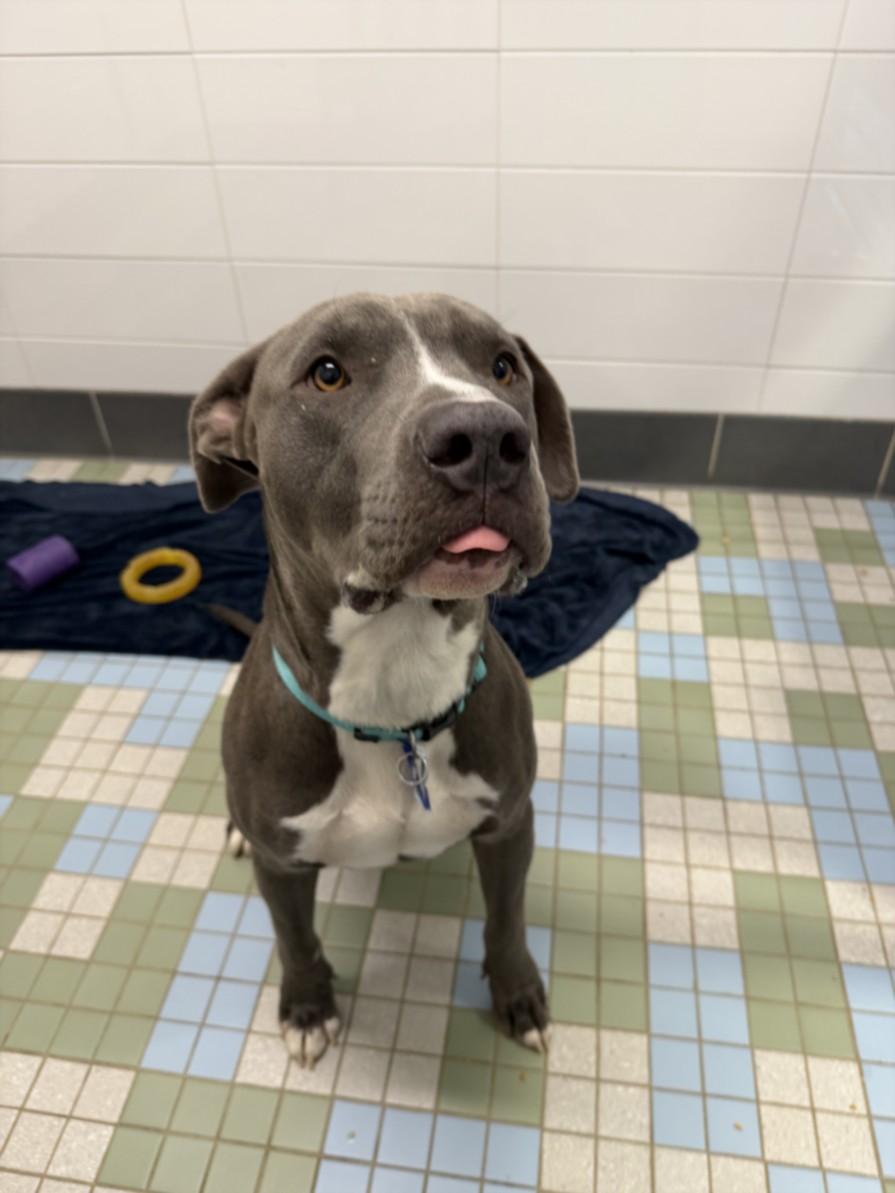 MR. MINA, Adoptable, Young Male Pit Bull Terrier.