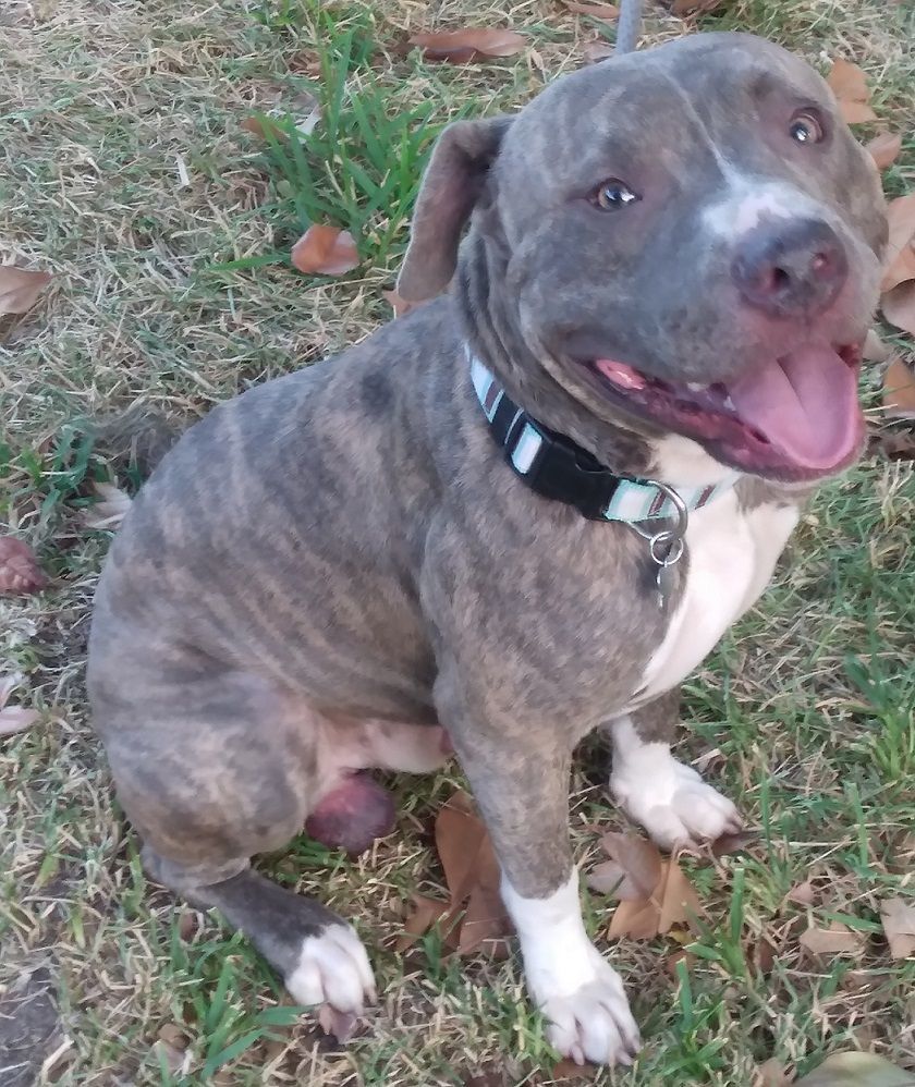 Alphonso - a hell of a pup! (CT-1100578) 3