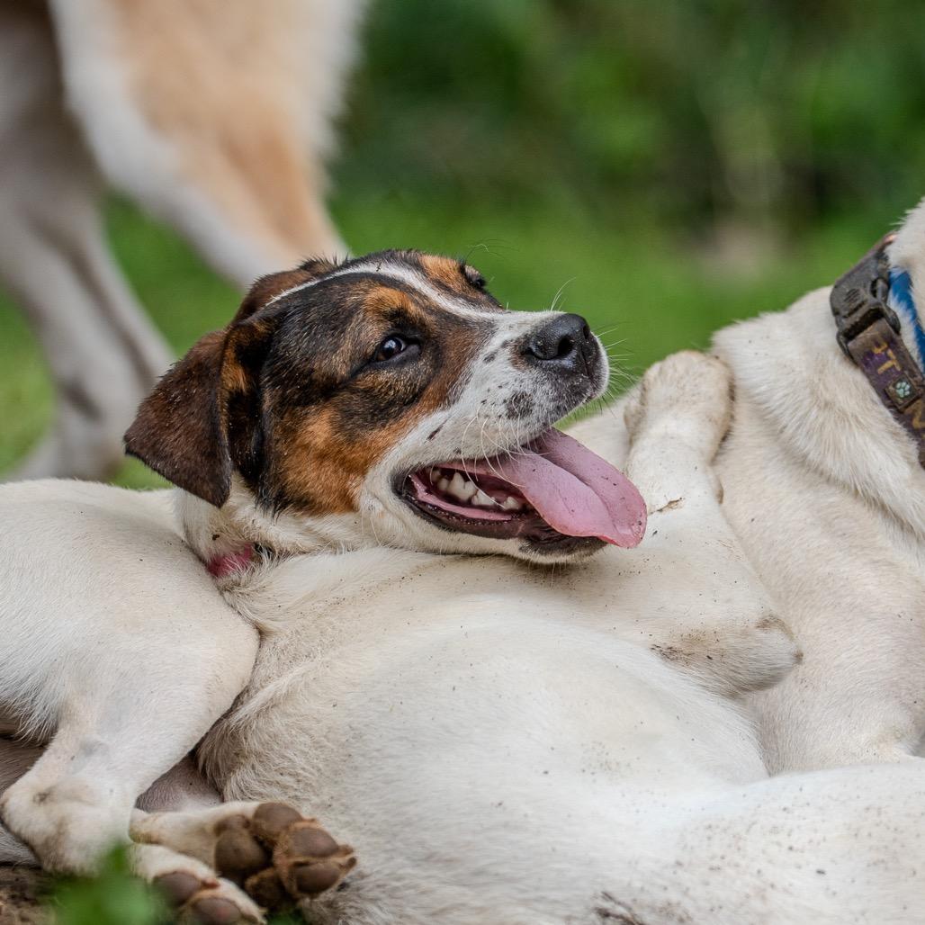 Enlarge Michelle Williams, a Adoptable mixed breed in Pawling, NY image 1/6
