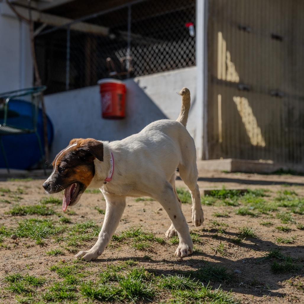 Michelle Williams, Adoptable, Puppy Female Cattle Dog & Mixed Breed.