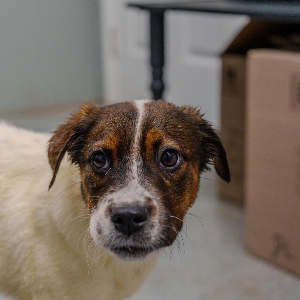 Michelle Williams, Adoptable, Puppy Female Cattle Dog.