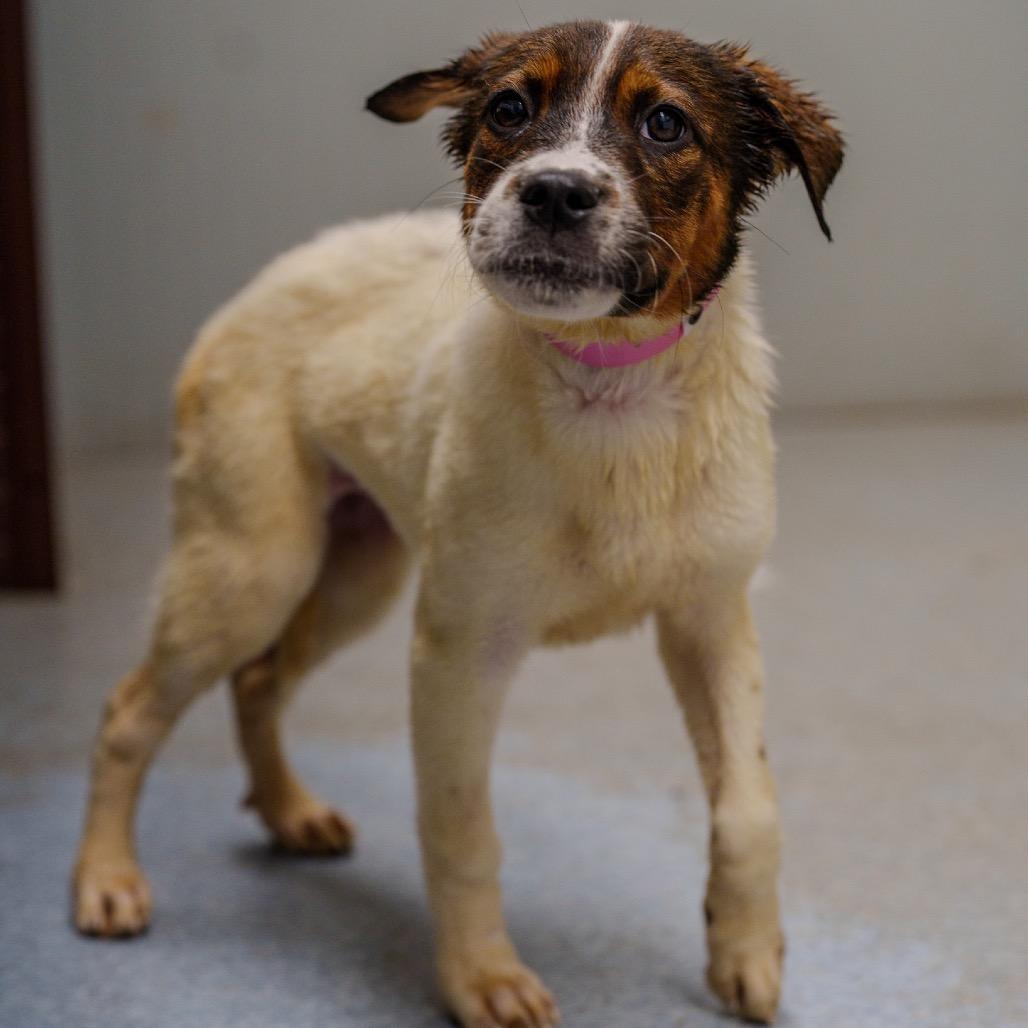 Enlarge Michelle Williams, a Adoptable mixed breed in Pawling, NY image 2/6