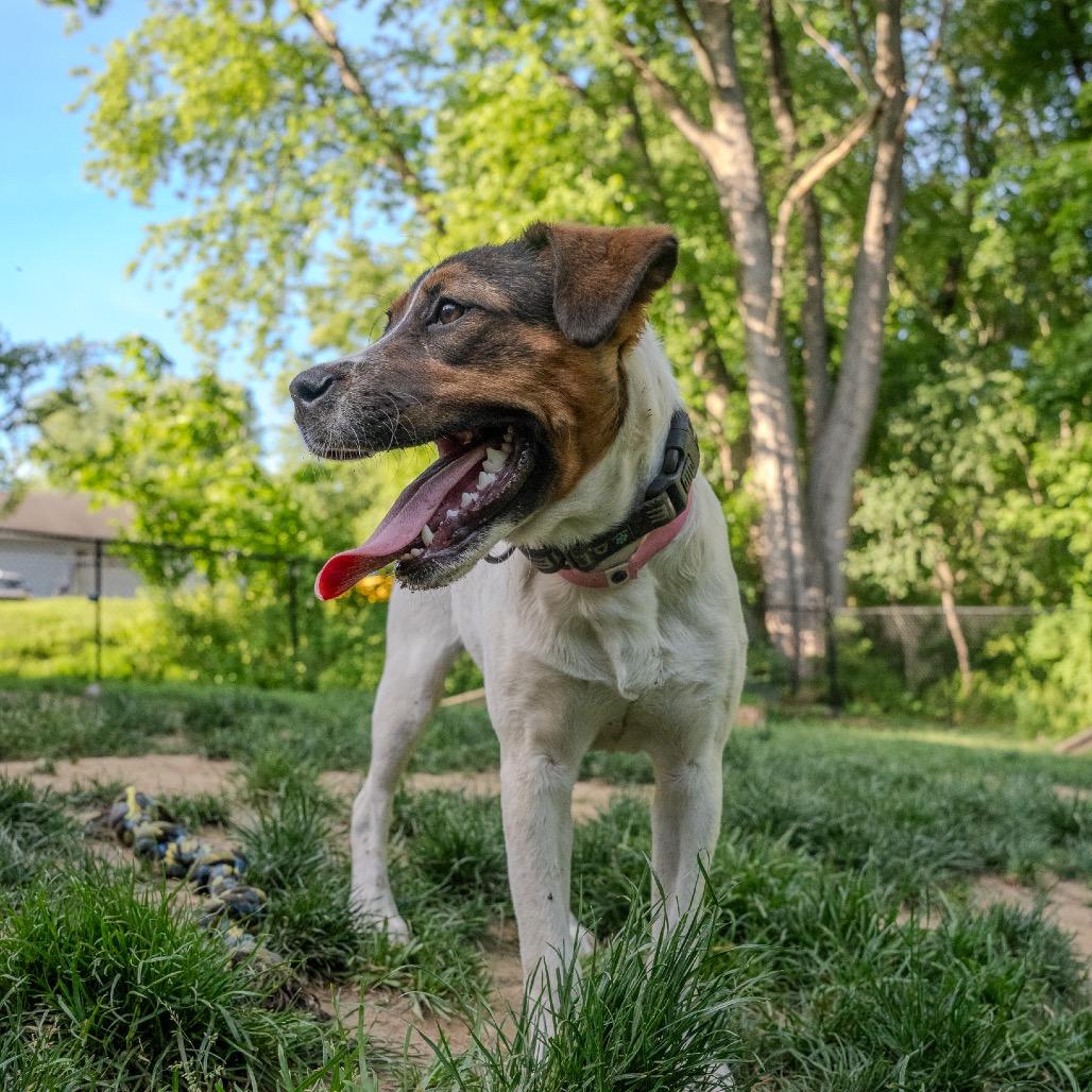 Michelle Williams, a Adoptable mixed breed in Pawling, NY image 2/6