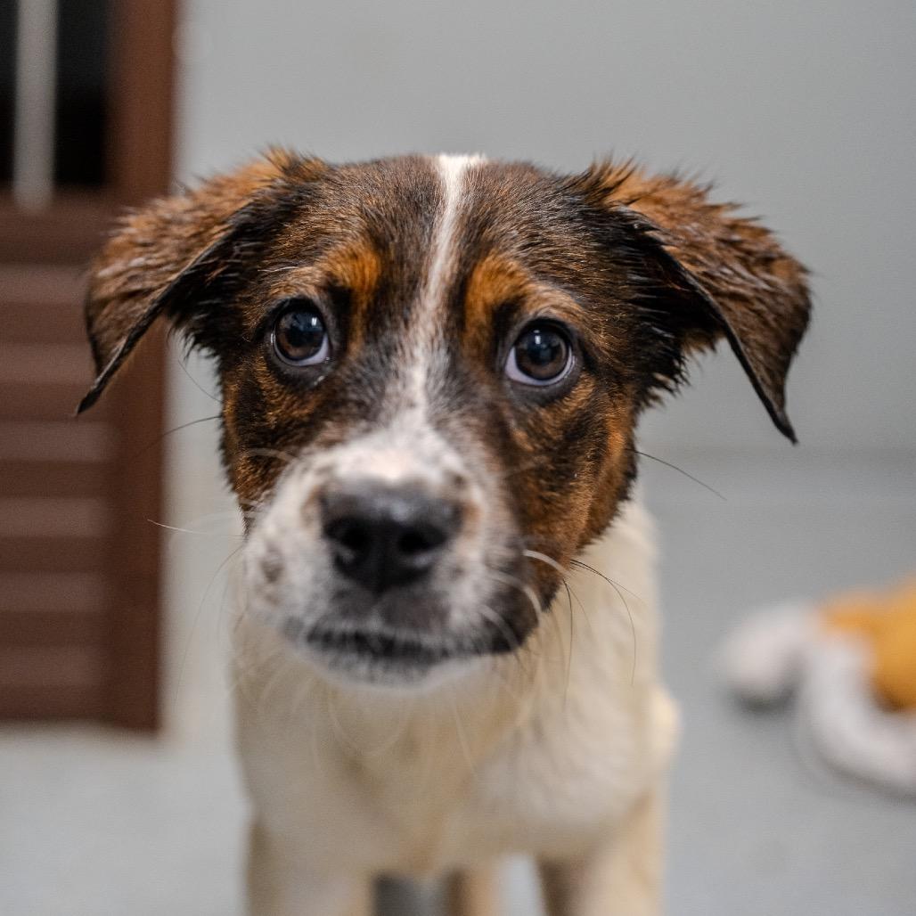 Enlarge Michelle Williams, a Adoptable mixed breed in Pawling, NY image 3/6