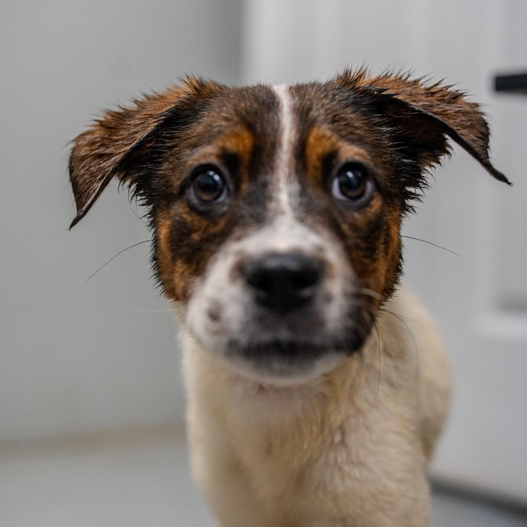 Enlarge Michelle Williams, a Adoptable mixed breed in Pawling, NY image 4/6