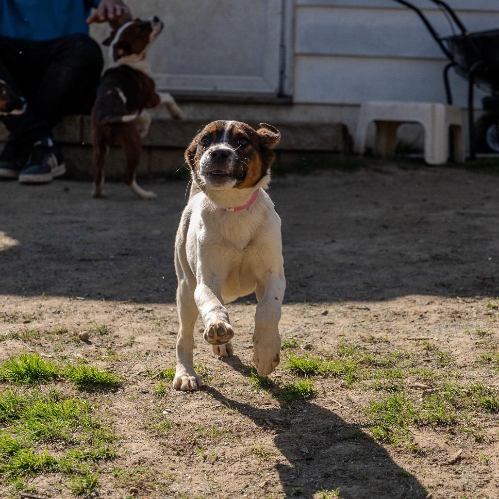 Michelle Williams, a Adoptable mixed breed in Pawling, NY image 3/6