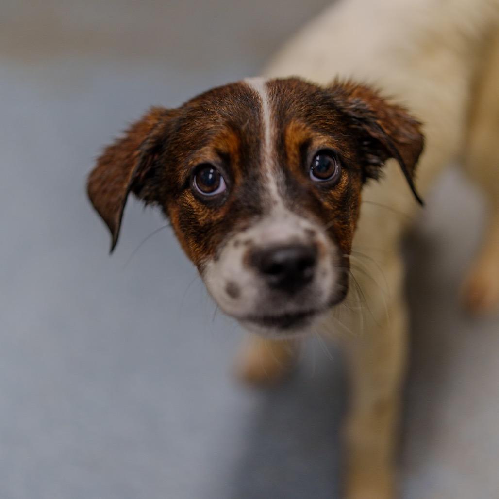 Enlarge Michelle Williams, a Adoptable mixed breed in Pawling, NY image 5/6