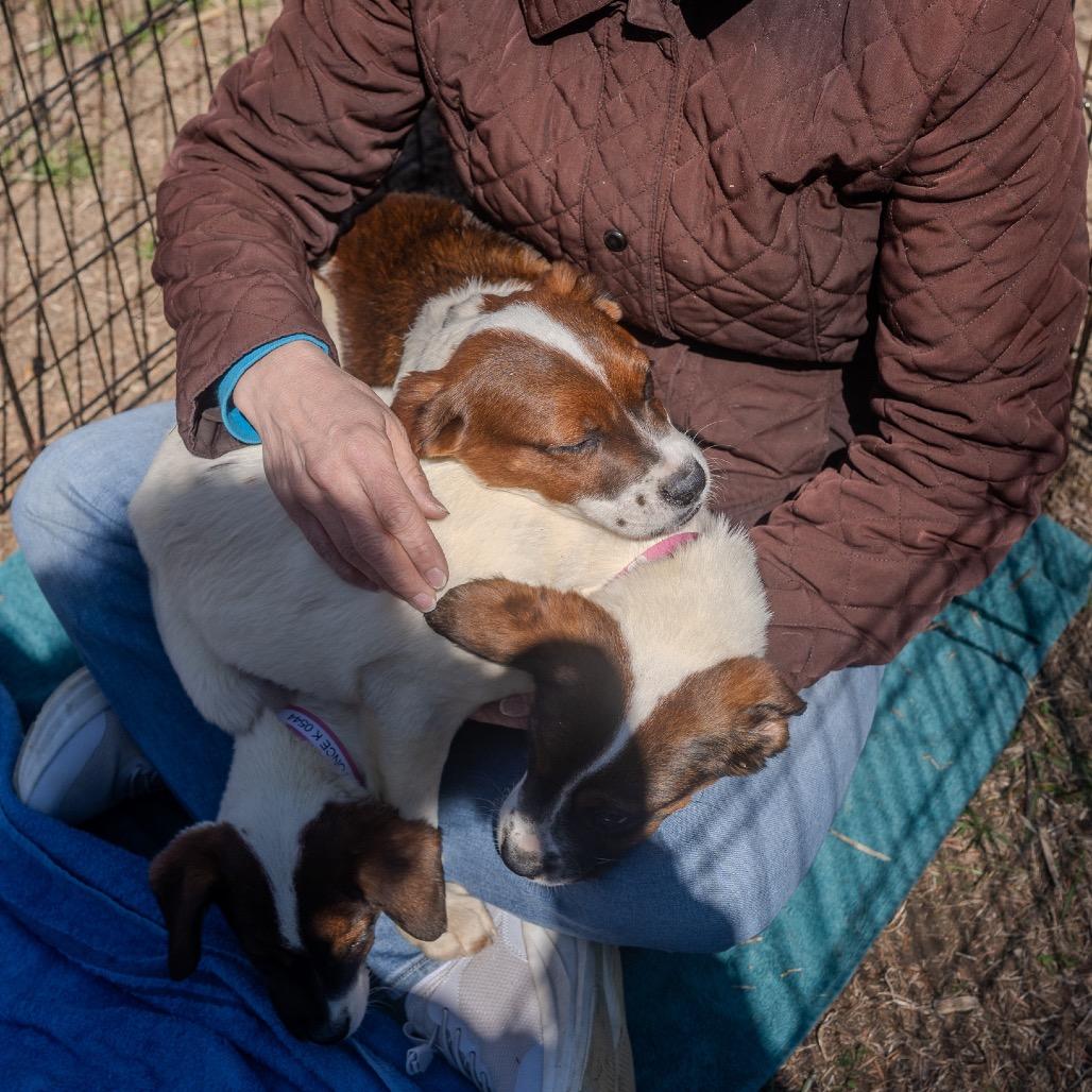 Michelle Williams, a Adoptable mixed breed in Pawling, NY image 4/6