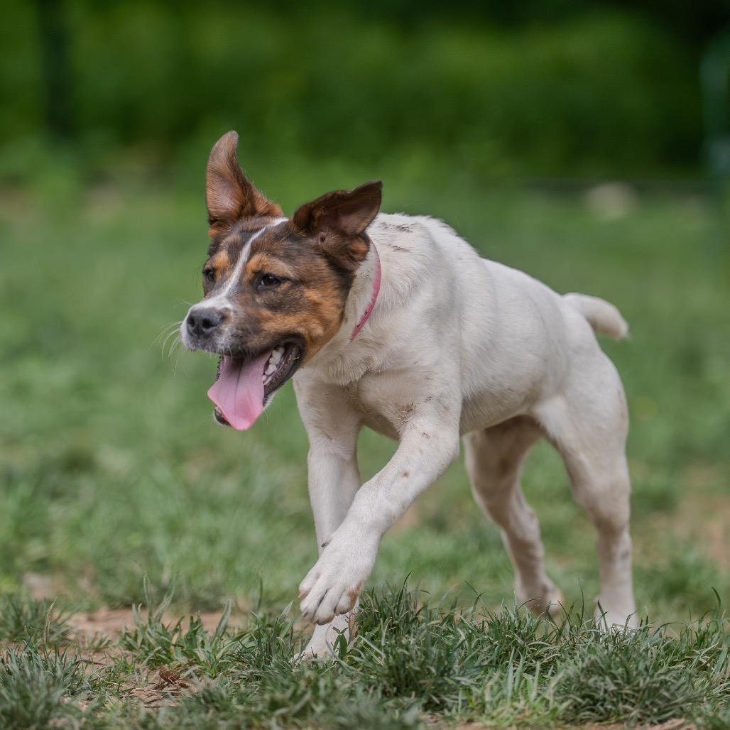 Michelle Williams, a Adoptable mixed breed in Pawling, NY image 5/6