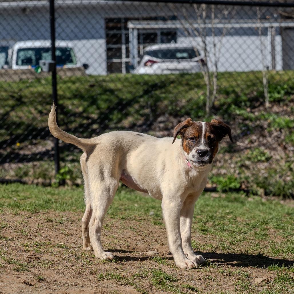 Enlarge Michelle Williams, a Adoptable mixed breed in Pawling, NY image 6/6