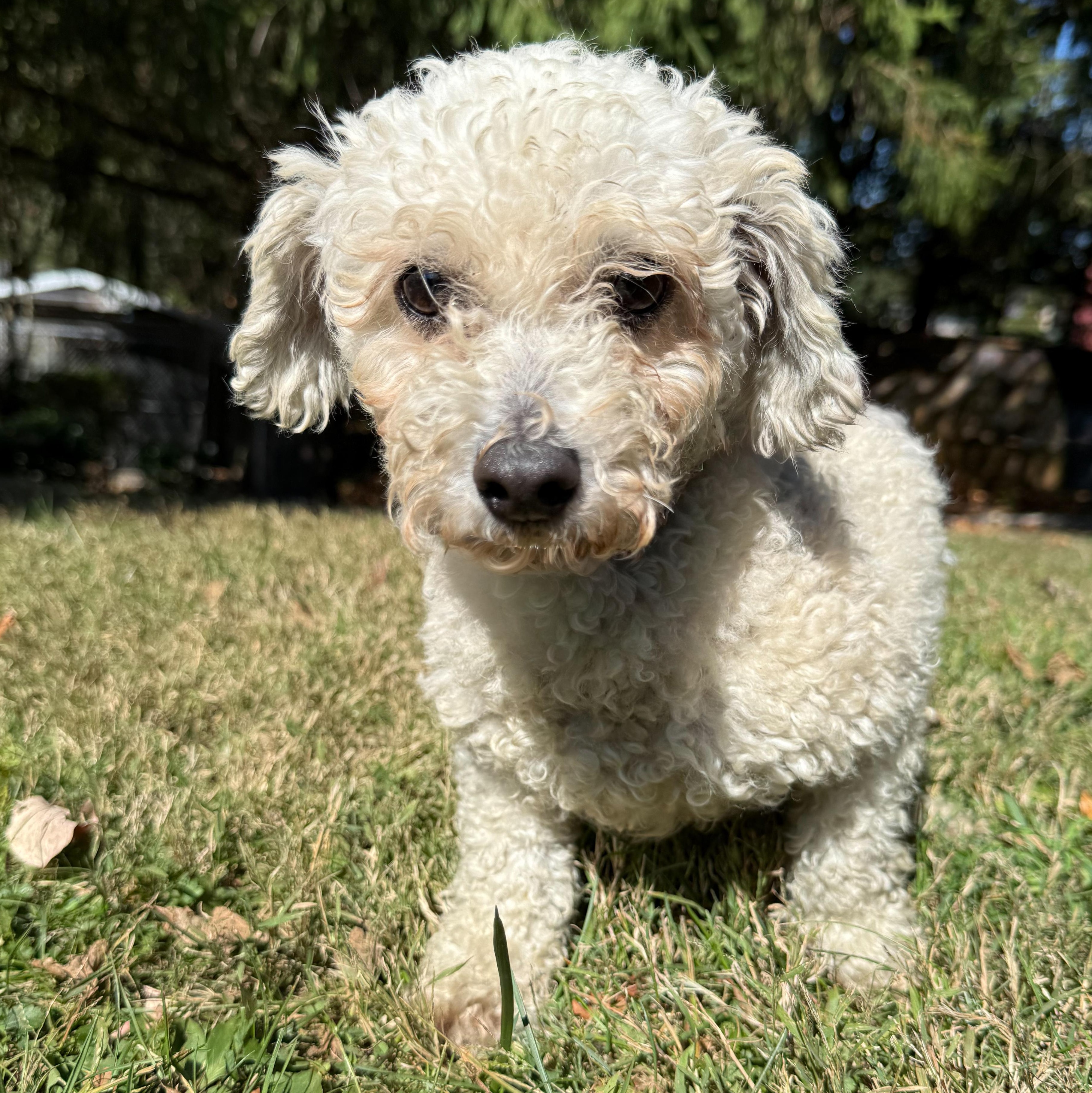 Enlarge Tart, a Adoptable mixed breed in Latrobe, PA image 1/4