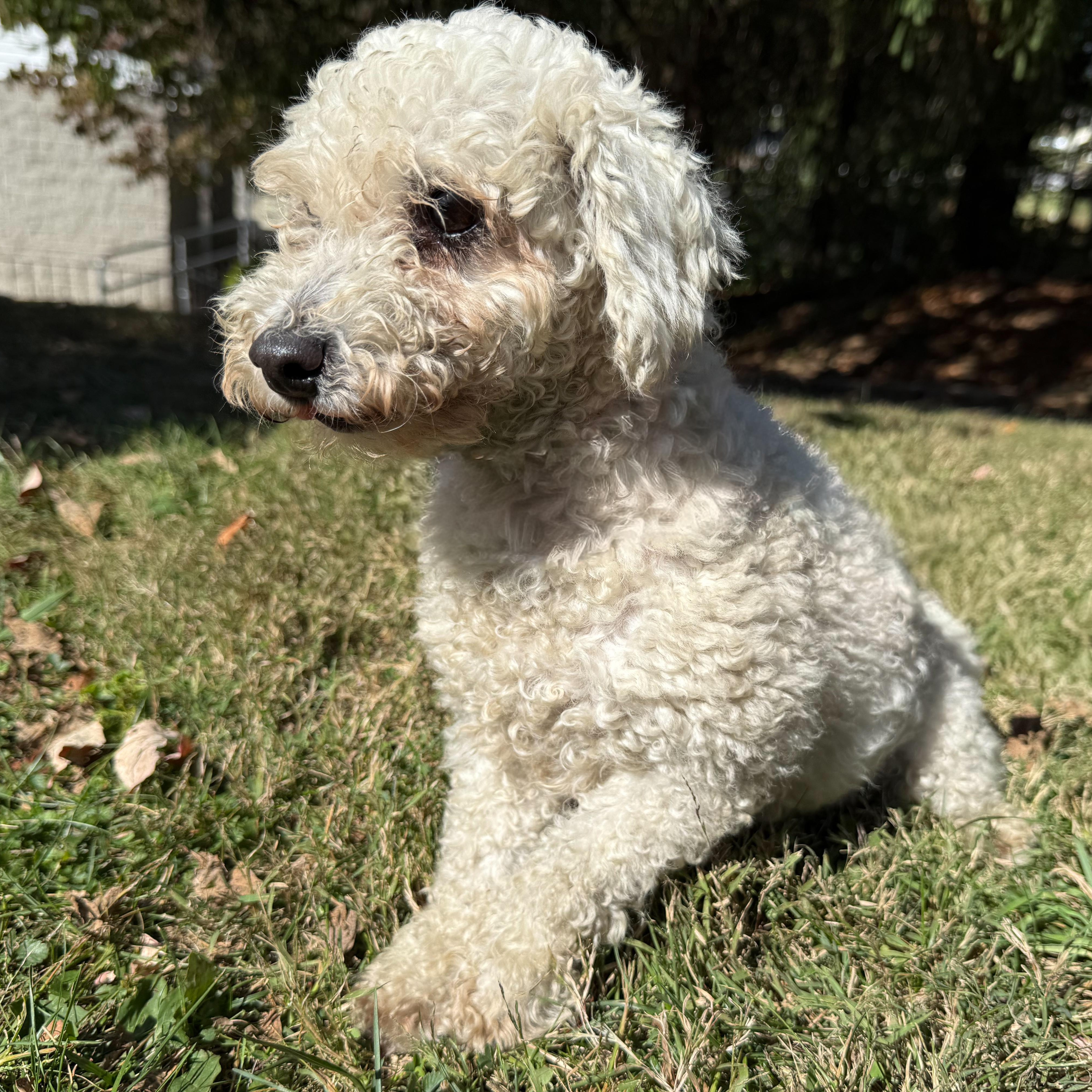 Enlarge Tart, a Adoptable mixed breed in Latrobe, PA image 2/4