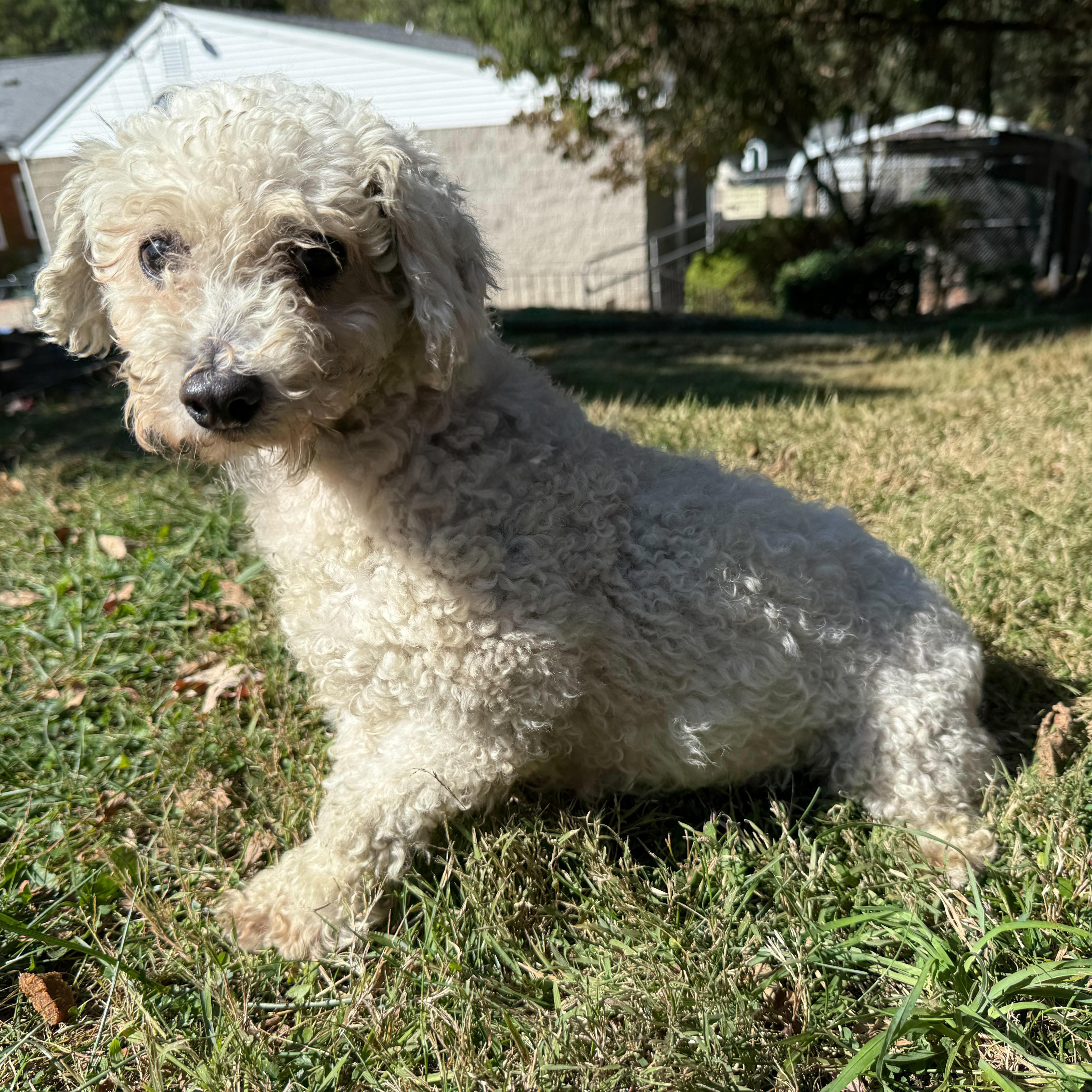 Enlarge Tart, a Adoptable mixed breed in Latrobe, PA image 4/4