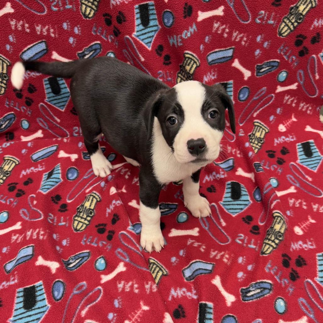 Wednesday, Adoptable, Puppy Female Pit Bull Terrier.