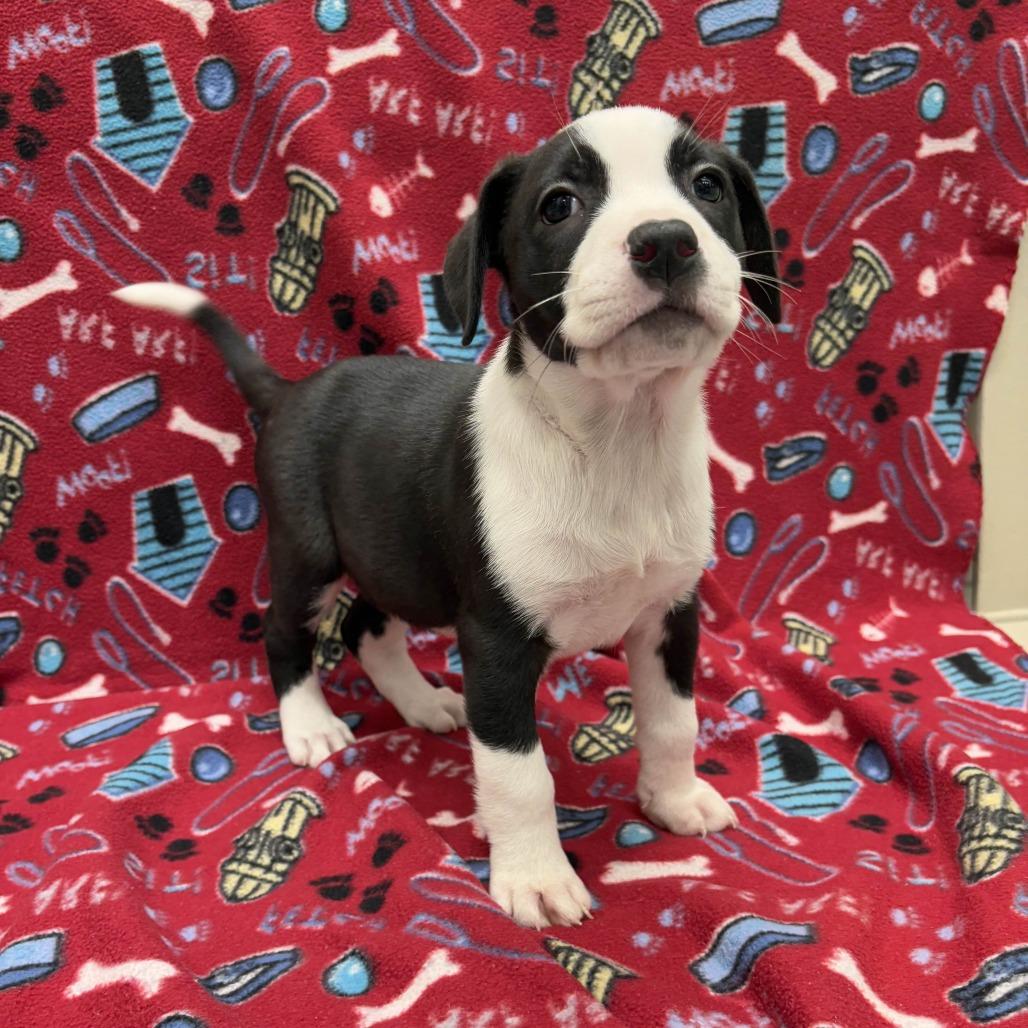 Wednesday, a Adoptable Pit Bull Terrier in Beaumont, TX image 2/2