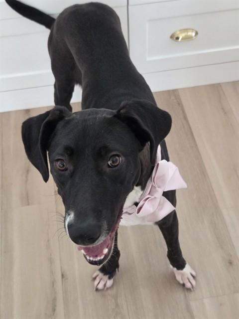 Enlarge ANTONIA, a Adoptable mixed breed in Conroe, TX image 1/1