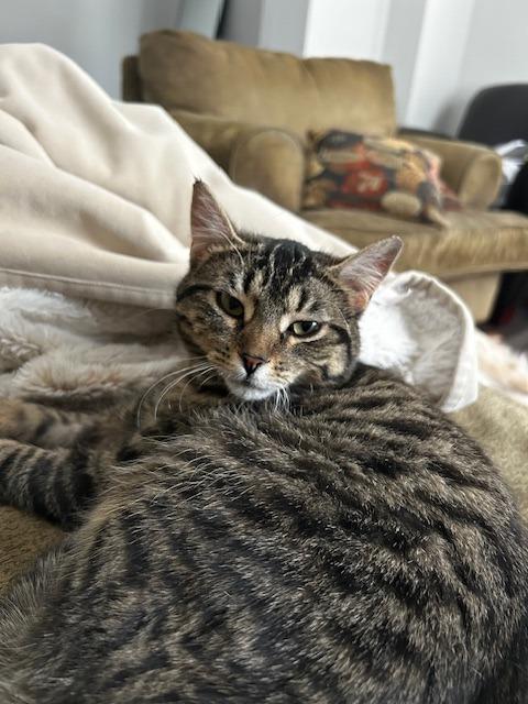 Enlarge Kibble, a Adoptable Domestic Short Hair in Arthur, ON image 2/6