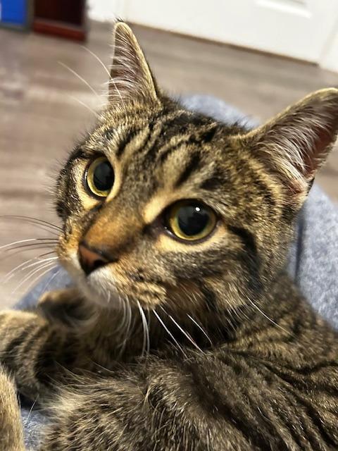 Enlarge Kibble, a Adoptable Domestic Short Hair in Arthur, ON image 3/6