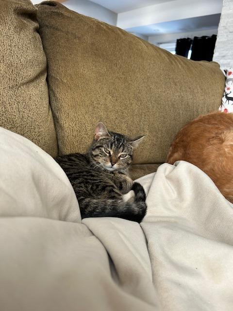 Enlarge Kibble, a Adoptable Domestic Short Hair in Arthur, ON image 4/6