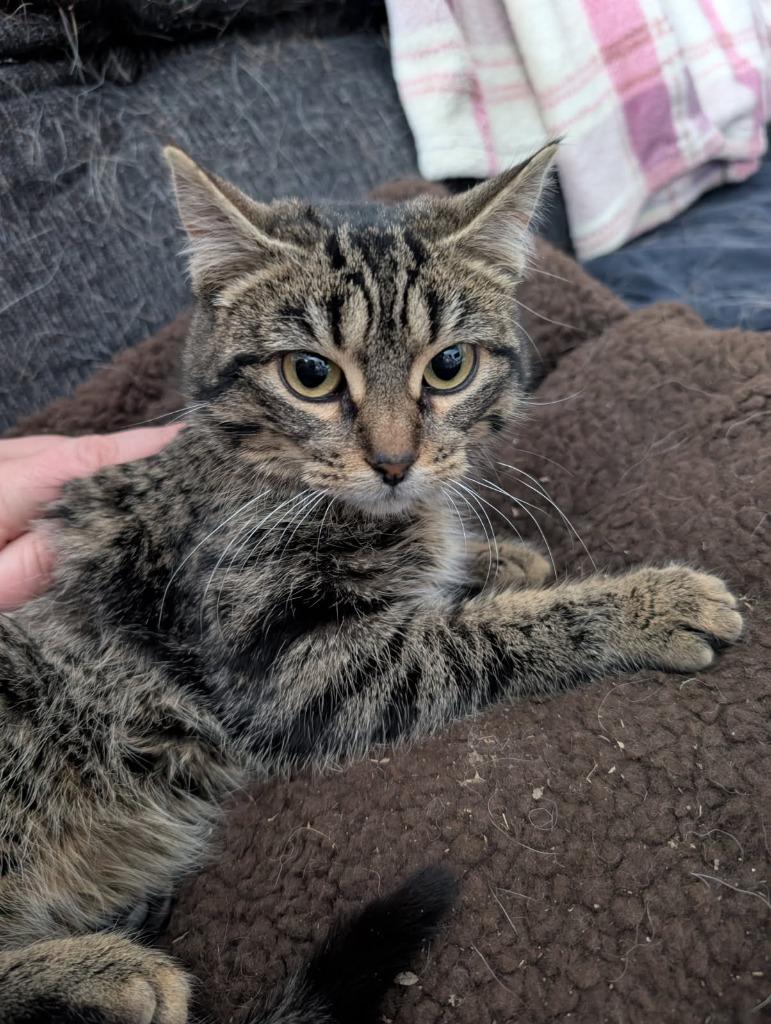 Enlarge Kibble, a Adoptable Domestic Short Hair in Arthur, ON image 5/6