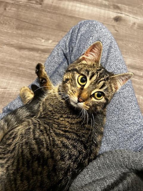 Enlarge Kibble, a Adoptable Domestic Short Hair in Arthur, ON image 6/6